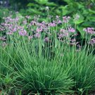 Tulbaghia Garlic Violacea Herb Home And Garden Live Plant 20 Seeds