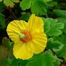 Meconopsis Woodland Villosa Poppy Himalayan Shade Golden Yellow Flower 25 Seeds
