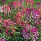 Cleome Fountain Organic Spider Flower Color Blend Celosias Cockscomb 300 Mg Seed