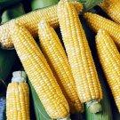 Sweets Superior Corns Flavor And Sweetness Providences Season Variety 100 Seeds