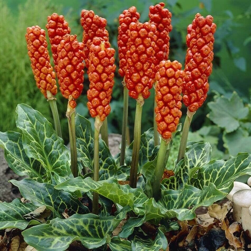 Arum Italicum Enticing Arrow Shaped Lush Foliage With Cream Variegation 10 Seeds