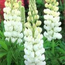 Lupine Perennial Candle White Lupin Texas Bluebonnet Garden Live Plant 20 Seeds