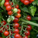 Tomato Cherry Red Candyland Small Fruited Grape Dark Red Currant Type 10 Seeds