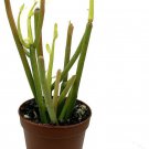 Firesticks Pencil Cactus Euphorbia Easy To Grow Hard To Kill Garden Plant 2" Pot