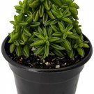 Peperomia Axilaris Leaf Taco Easy To Grow House Live Plant 2.5" Pot