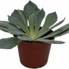 Echeveria Blue Succulent Plant Easy To Grow Garden Live Plant 2.5" Pot
