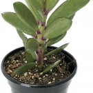 Senecio Crassissimus Vertical Leaf Succulent Plant Easy Live Houseplant 2.5" Pot