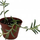 Radicans String Succulent Senecio Clone Of Bananas In & Out Live Plant 2.5" Pot