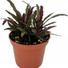 Hemigraphis Dragon's Tongue Plant Terrarium Fairy Garden Houseplant 2.5" Pot
