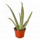 Aloe Vera Indoor House Plant in 4" Grow Pot