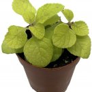 Plectranthus Golden Lemon Swedish Ivy Indoor Plant 2.5" Pot Easy Grow Houseplant