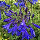 Agapanthus Cloud Storm Long Summer Purple Blue Flower Garden Live Plant 2.5" Pot