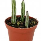 Senecio Stapelliformis Candy Stick Pickle Live Plant 2.5" Pot Collector's Series