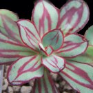 Echeveria Rose Nodulosa Desert Painted Easy To Grow In & Out Live Plant 2.5" Pot