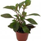 Alternanthera Coat Red Biblical St. Joseph's Easy To Grow Houseplant 2.5" Pot