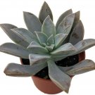 Paraguayense Graptopetalum Ghost Easy To Grow In And Out Live Plant 2.5" Pot