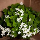 Lucky Green Shamrock 10 Bulbs Oxalis Regnelli White Flowers Edible Leaves Garden
