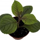 Plectranthus Swedish Black Gothic Ivy Easy To Grow House Live Plant 2.5" Pot