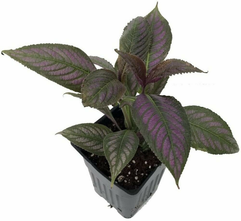 Strobilanthes Persian Shield Live Plant Indoor Outdoor 2.5" Pot Proven Winners