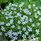 Pedunculata Star Pratia Baby Blue Carpets Indoors & Outdoors Live Plant 2.5" Pot