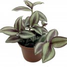 Jew Sterling Silver Wandering Live Plant 2.5" Pot Tradescantia Purple & Silver