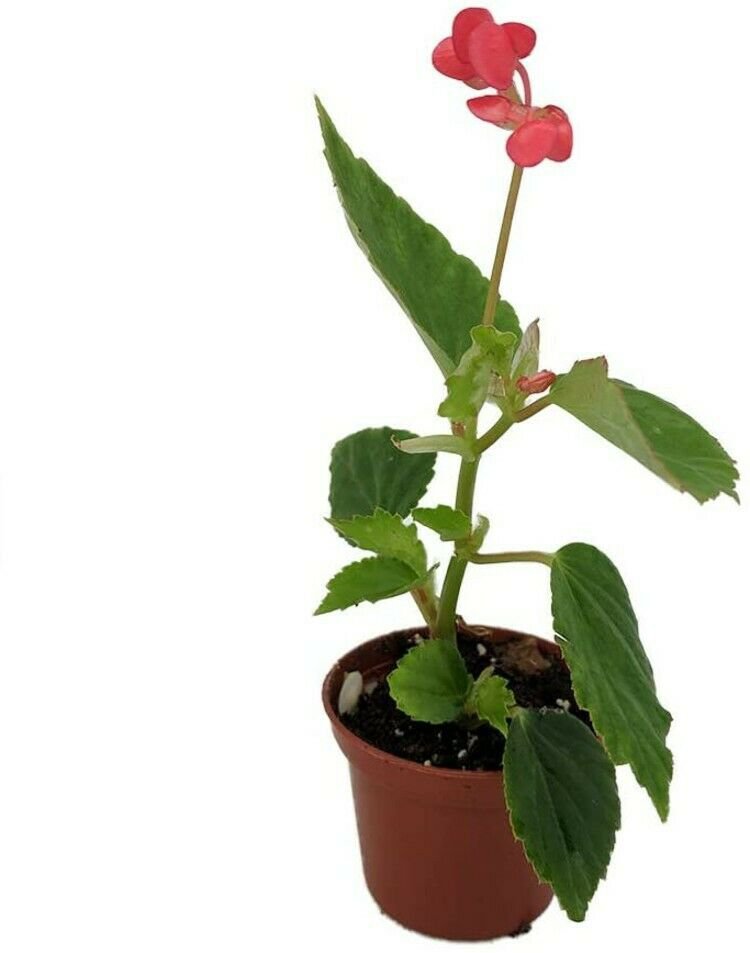 Begonia Dietrichiana Heirloom Pink Angel Wing 2.5" Pot Live House Plant Indoor