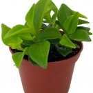 Peperomia Glabella Cypress Peperomia Easy Succulent Home Live Plant 2.5" Pot