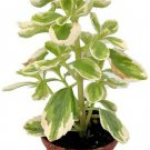 Plectranthus Neochilus Variegated Vicks Swedish Ivy Plant 2.5"Pot Live Houseplan