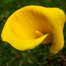 Calla Lily Bulb Universe Lemon Yellow Garden Home Live Plant 14/16 Cm