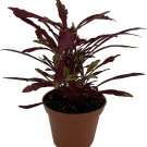 Solenostemons Urchins Red Coleus Sea Bold Easy To Grow House Live Plant 2.5" Pot