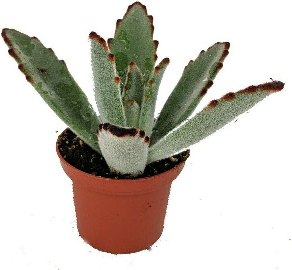 Kalanchoe Tomentosa Pussy Ears Panda Plant Easy Succulent 2.5