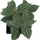 Puteolata Peperomia Elegants Helixs Parallel Easy Grow House Live Plant 2.5" Pot