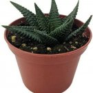 Limifolia Washboard Haworthia Fairies Collector's Series In Live Plant 2.5" Pot