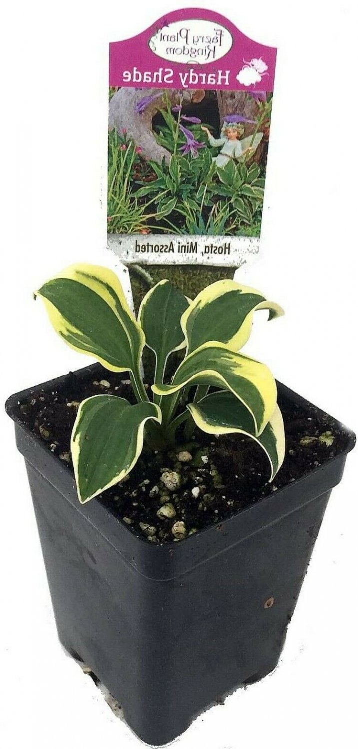 Hosta Smallest World's Perennial Outdoor And Fairy Garden Live Plant 2.5" Pot