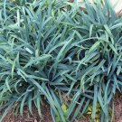 Carex Blue Bunny Laxiculmis Sedges Hobbs Native Grass Garden Live Plant 2.5" Pot