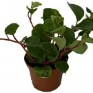 Peperomia Cubensis Yerba Linda Easy To Grow Garden Live Plant 2.5" Pot