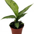 Dieffenbachia Exotic Snow Thrive Under Normal Conditions In Live Plant 2.5" Pot