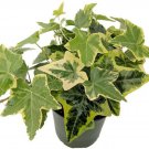Hedera helix English Ivy Gold Child Hardy Groundcover Houseplant 4" Pot Indoor