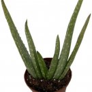 Medicine Aloe Vera Indoor Live Plant 2.5" Pot