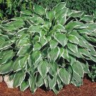 Albomarginata Undulatas Hostas Loving Shade Wavy Leaves Garden Live Plant 4" Pot
