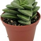 Crassula Rupestris Springtime Pagoda Easy To Grow Garden Live Plant 2.5" Pot