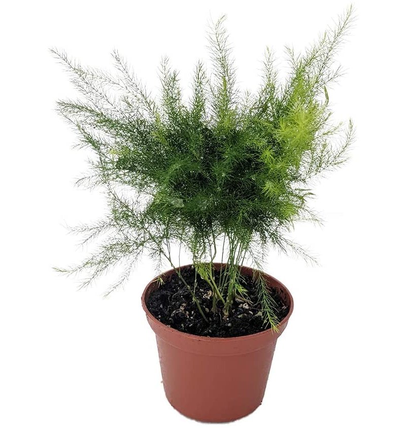 Asparagus Egyptian Pyramidalis Fern Pyramid Easy Grow House Live Plant 2.5" Pot