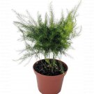 Asparagus Egyptian Pyramidalis Fern Pyramid Easy Grow House Live Plant 2.5" Pot