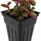 Peperomia Graveolens Glow Ruby Peperomia Easy To Grow House Live Plant 2.5" Pot