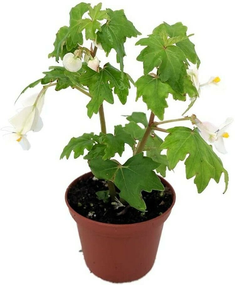 Begonia Lacy Heirloom Baby White Flowers Wing Great House Live Plant 2.5" Pot