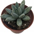 Pachyphytum Moonstone Ηookeri Hookers Succulent Indoor & Out Live Plant 2.5" Pot