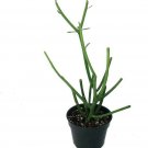 Euphorbia Pencil Cactus Live Plant Easy to Grow/Hard to Kill 4" Pot