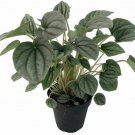 Peperomia Gardens Frost 4" Pot Live Plant Easy to Grow Houseplant