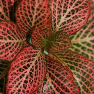 Red Veined Nerve Live Plant House Plants Indoor Garden Best Gift