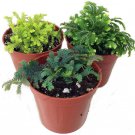 Selaginella Fairy 3 Club Moss Plant Garden Live Plant 2" Pots